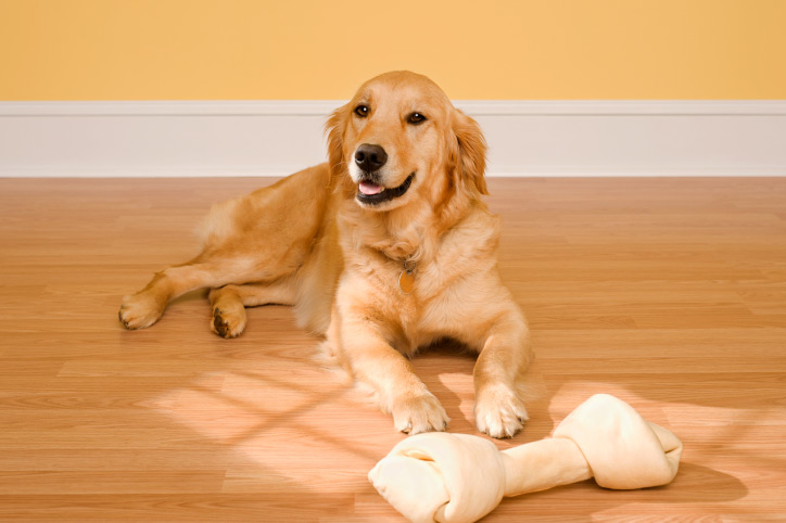 flooring with dogs