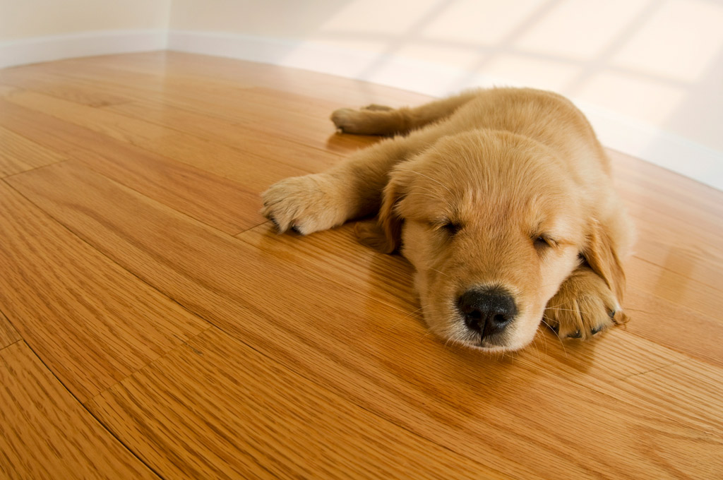 hardwood pets