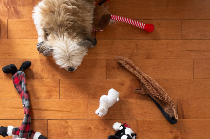 wood floor and a dog with his toys